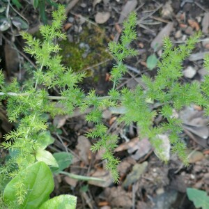 Photographie n°2524653 du taxon Asparagus acutifolius L. [1753]