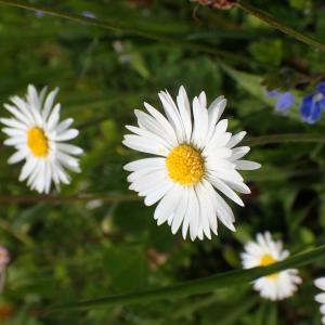 Photographie n°2524774 du taxon Bellis perennis L. [1753]