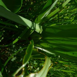 Photographie n°2524806 du taxon Colchicum autumnale L. [1753]