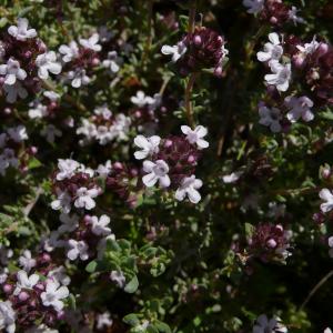 Photographie n°2524809 du taxon Thymus vulgaris L. [1753]