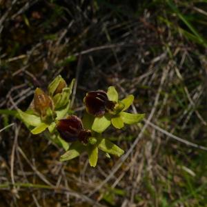 Photographie n°2524815 du taxon Ophrys virescens Philippe [1859]