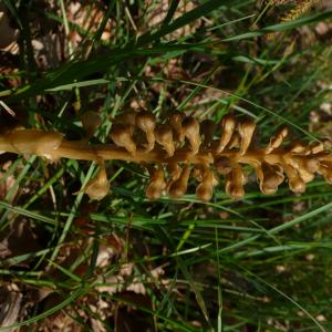 Photographie n°2524816 du taxon Neottia nidus-avis (L.) Rich.
