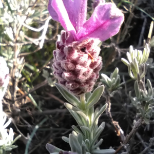 Photographie n°2524820 du taxon Lavandula stoechas L.