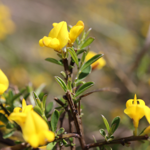 Photographie n°2524836 du taxon Genista pilosa L. [1753]