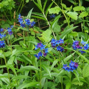 Photographie n°2524888 du taxon Buglossoides purpurocaerulea (L.) I.M.Johnst. [1954]