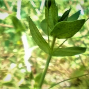 Photographie n°2524897 du taxon Lysimachia arvensis (L.) U.Manns & Anderb.