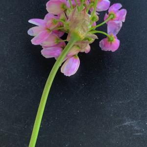 Photographie n°2524951 du taxon Allium roseum L. [1753]
