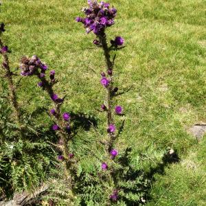 Photographie n°2524985 du taxon Cirsium palustre (L.) Scop. [1772]