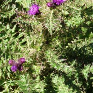 Photographie n°2524986 du taxon Cirsium palustre (L.) Scop. [1772]