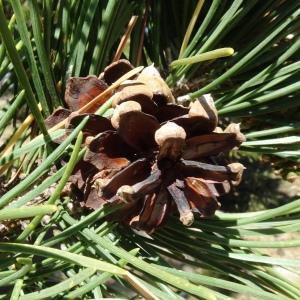 Photographie n°2524993 du taxon Pinus mugo subsp. uncinata (Ramond ex DC.) Domin [1936]