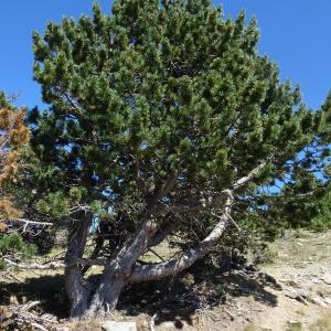 Photographie n°2524997 du taxon Pinus mugo subsp. uncinata (Ramond ex DC.) Domin [1936]