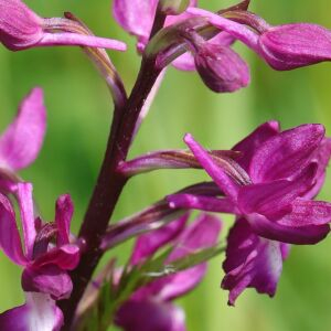  - Anacamptis laxiflora (Lam.) R.M.Bateman, Pridgeon & M.W.Chase