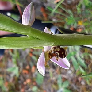 Photographie n°2525025 du taxon Orchidaceae