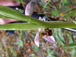 Dominique QUINCHON, le  1 mai 2022 (Saint-Hilaire-de-Riez (Les becs))