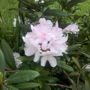 Rhododendron maximum L. (Rhododendron géant)