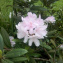  laurence5 - Rhododendron maximum L. [1753]