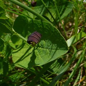 Photographie n°2525027 du taxon Aristolochia rotunda L.