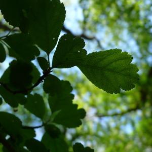 Photographie n°2525032 du taxon Crataegus laevigata (Poir.) DC. [1825]