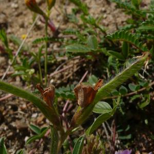 Photographie n°2525037 du taxon Argyrolobium zanonii (Turra) P.W.Ball