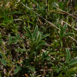 Photographie n°2525038 du taxon Argyrolobium zanonii (Turra) P.W.Ball