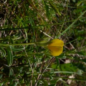 Photographie n°2525039 du taxon Argyrolobium zanonii (Turra) P.W.Ball