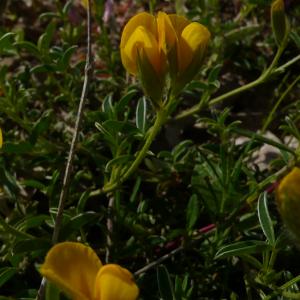 Photographie n°2525040 du taxon Argyrolobium zanonii (Turra) P.W.Ball