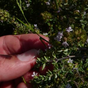 Photographie n°2525048 du taxon Thymus vulgaris L. [1753]