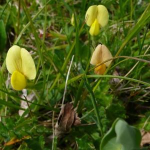 Photographie n°2525055 du taxon Lotus maritimus var. hirsutus (Willk.) Kerguélen