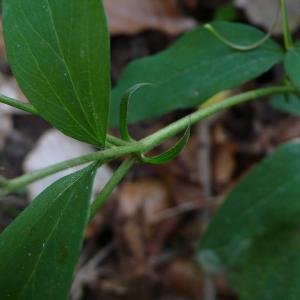 Photographie n°2525067 du taxon Lathyrus ochraceus Kitt. [1844]