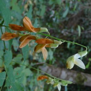 Photographie n°2525068 du taxon Lathyrus ochraceus Kitt. [1844]