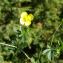  Alain Bigou - Potentilla erecta (L.) Räusch. [1797]