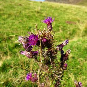 Photographie n°2525115 du taxon Cirsium palustre (L.) Scop. [1772]