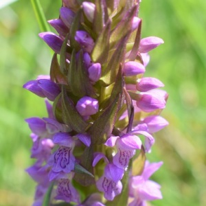 Photographie n°2525129 du taxon Dactylorhiza incarnata (L.) Soó