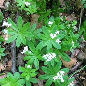 Photographie n°2525139 du taxon Galium odoratum (L.) Scop. [1771]