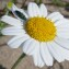  sugar33 - Anthemis maritima L. [1753]