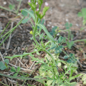 Photographie n°2525174 du taxon Centranthus calcitrapae (L.) DC.