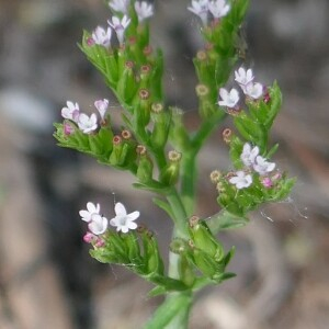 Photographie n°2525176 du taxon Centranthus calcitrapae (L.) DC.