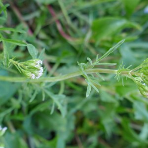 Photographie n°2525179 du taxon Centranthus calcitrapae (L.) DC.