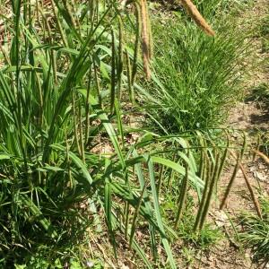 Photographie n°2525208 du taxon Carex pendula Huds. [1762]