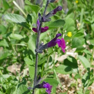 Photographie n°2525281 du taxon Salvia microphylla Kunth [1818]