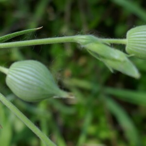 Photographie n°2525294 du taxon Silene conica L.