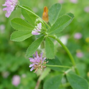 Photographie n°2525298 du taxon Trifolium resupinatum L. [1753]