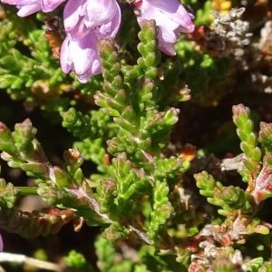 Photographie n°2525305 du taxon Calluna vulgaris (L.) Hull