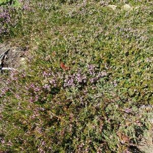 Photographie n°2525308 du taxon Calluna vulgaris (L.) Hull