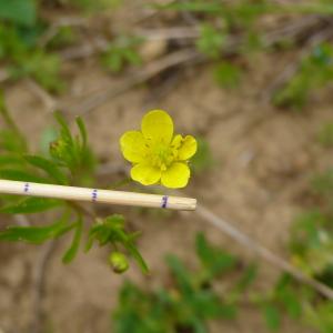 Photographie n°2525316 du taxon Ranunculus arvensis L. [1753]