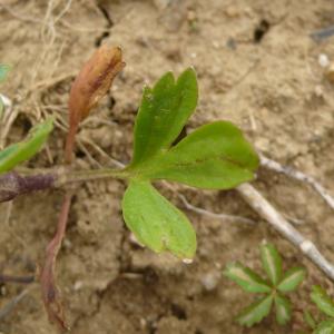 Photographie n°2525319 du taxon Ranunculus arvensis L. [1753]