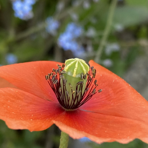  - Papaver dubium L.