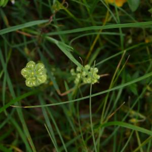 Photographie n°2525372 du taxon Alyssum alyssoides (L.) L. [1759]