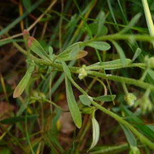 Photographie n°2525373 du taxon Alyssum alyssoides (L.) L. [1759]