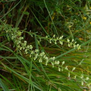 Photographie n°2525374 du taxon Alyssum alyssoides (L.) L. [1759]